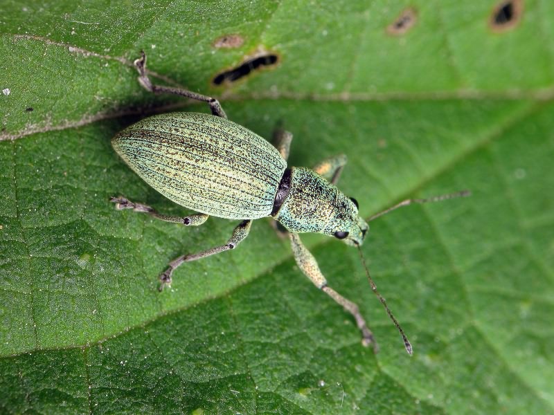 Eusomus ovulum Germar, 1824